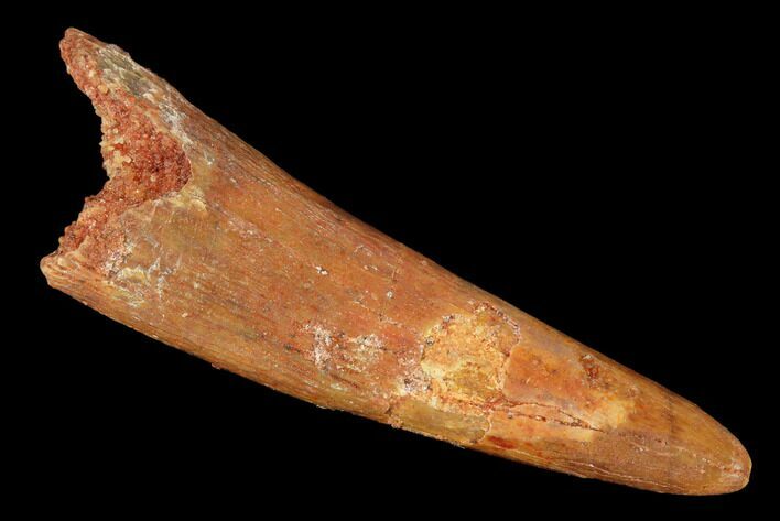 Large, Fossil Pterosaur (Siroccopteryx) Tooth - Morocco #167140